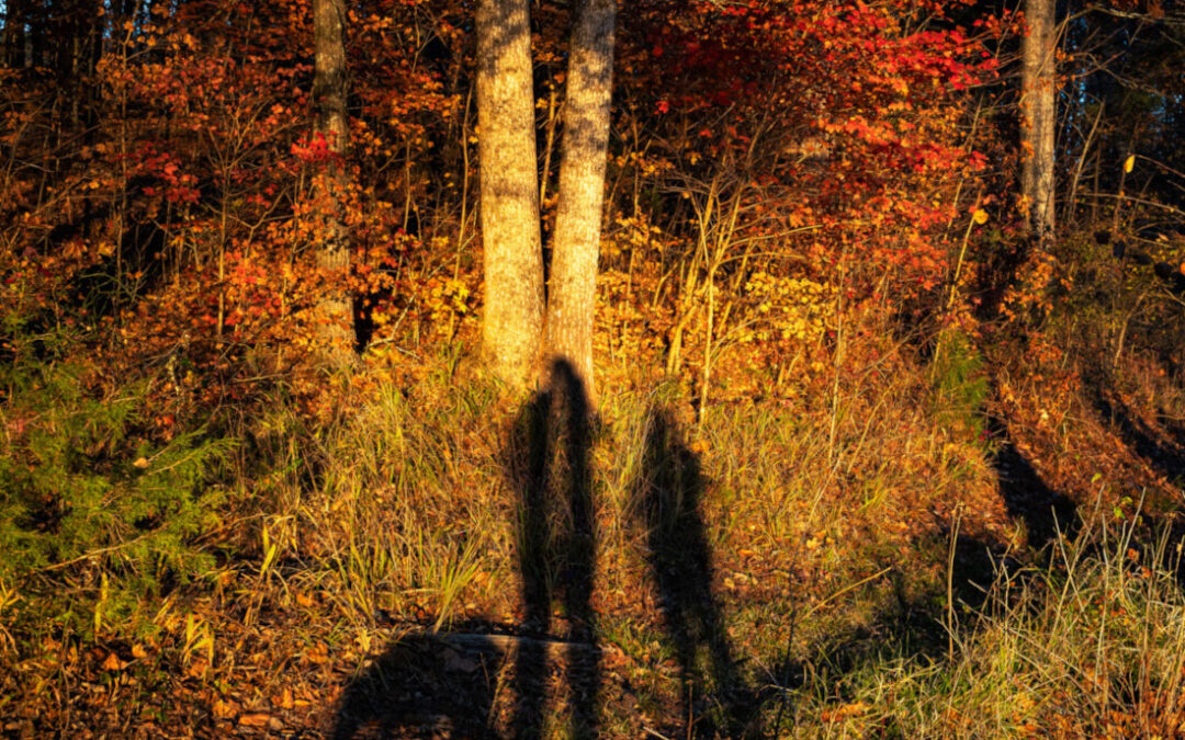 shadows