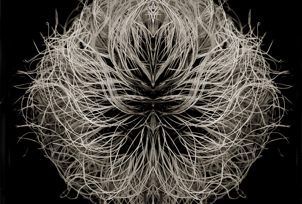 OLD MAN CACTUS