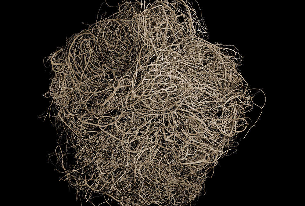 SPANISH MOSS