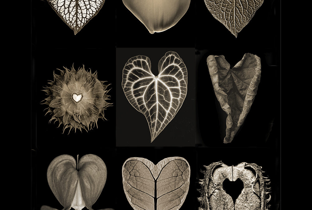 9 HEART BOTANICALS