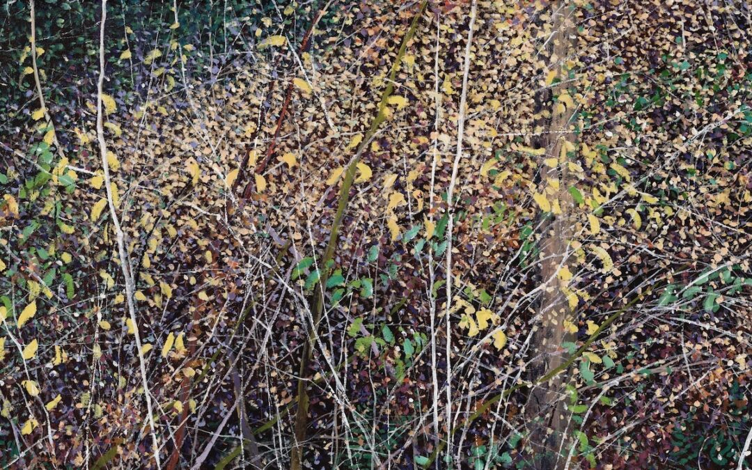 Canyon Thicket