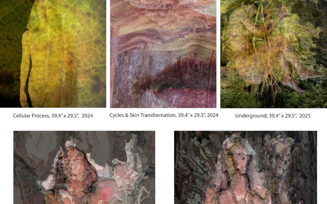 Beauty in the Perishable Series