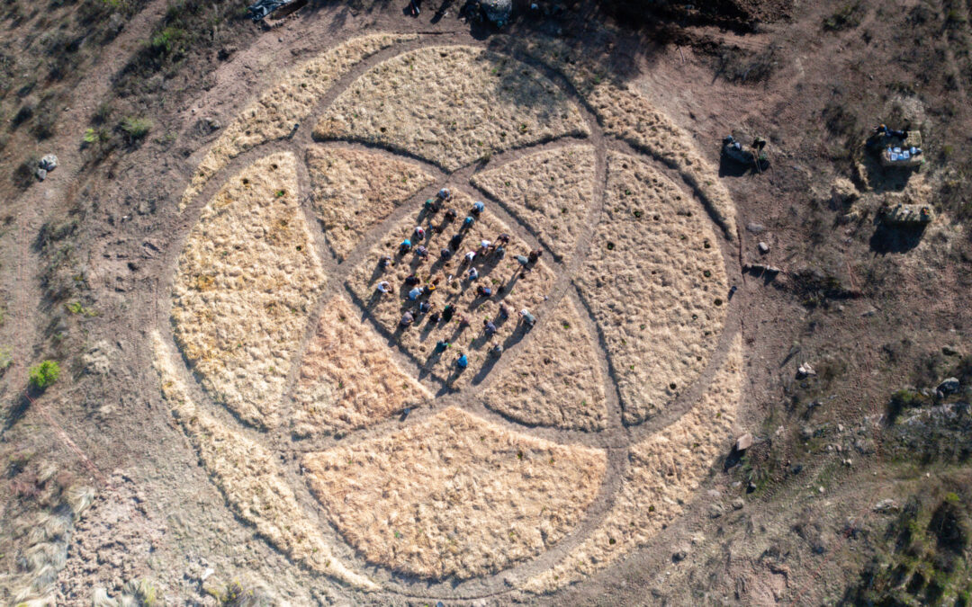 Seed of Eternal Forest in Faia Brava