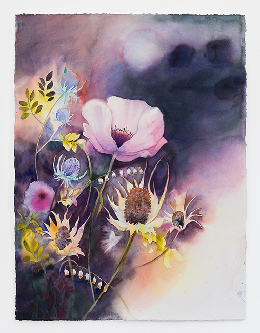 Wildflowers and Seed Pods