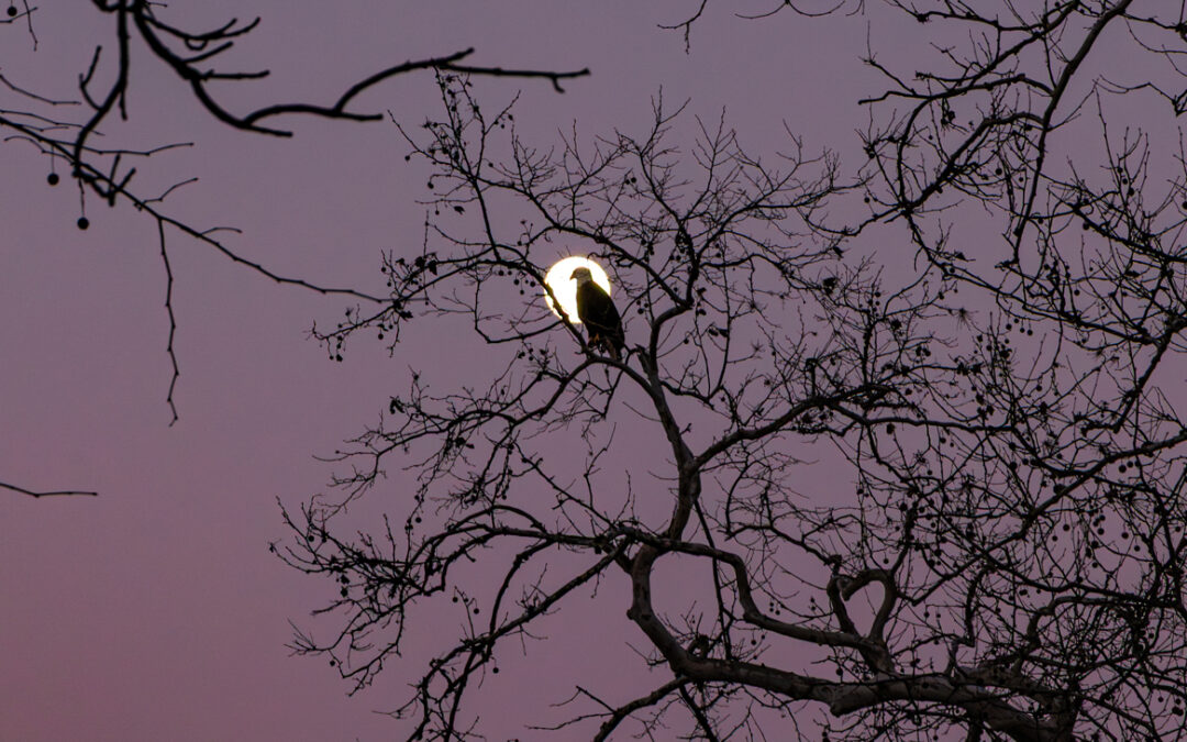 On te Moon